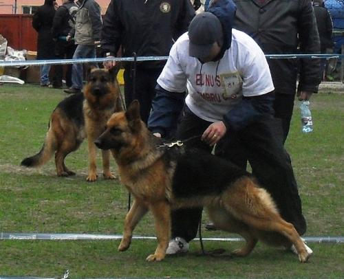 German Shepherd - In the show ring, at CAC Brasov 2011