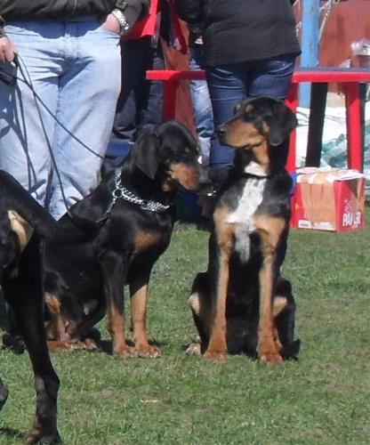 Hungarian Hound - Waiting to enter the show ring at CAC Brasov 2011