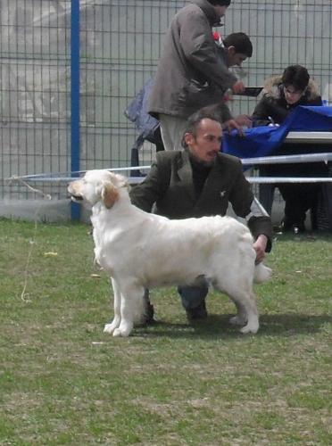Golden Retriever - In the show ring at CAC Brasov 2011
