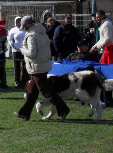Romanian Shepherd Mioritic - In the show ring at CAC Brasov 2011