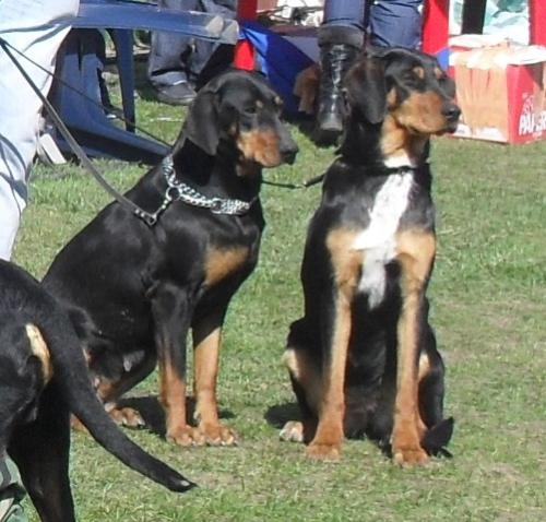 Copoi Ardelenesc - Waiting to enter the show ring at CAC Brasov 2011