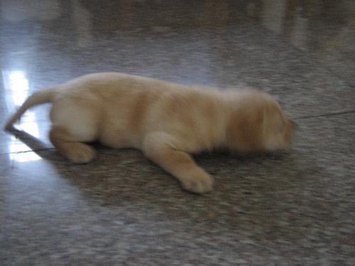 labrador - Here's a cute labrador puppy