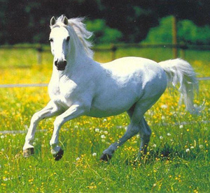 White Horse - A white horse galloping