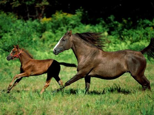 Two Horses - Two horses running in a field together.