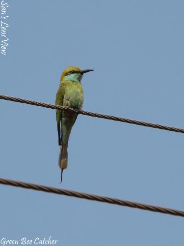 Small Green Bee Eater - This is a Green Bee Eater that I captured in my hometown, Hyderabad.