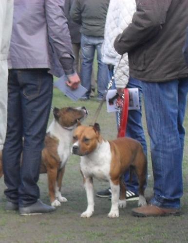 Amstaff - Waiting to enter the show ring at CAC Brasov 2011
