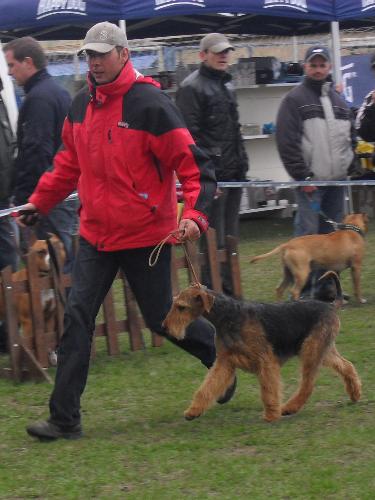 Airedale - Waiting to enter the show ring at CAC Brasov 2011