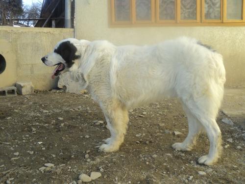 Romanian shepherd - A beautiful, strong breed originated in Romania