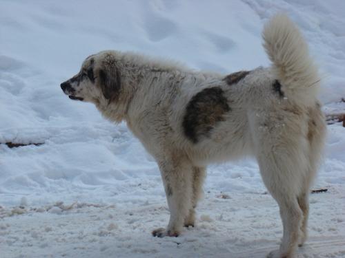Romanian shepherd - A beautiful, strong breed originated in Romania