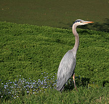 Great Blue Heron - These species od bird is common here in Wisconsin during the warm months.