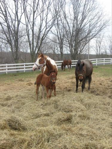 The 3 Amigos - The 3 Amigos are Bella,the Paint,Vinnie,her colt and Sera,the Arb mare.