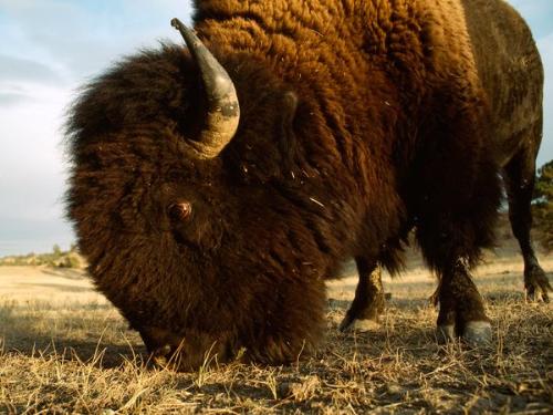 American Bison - Better known as a buffalo.