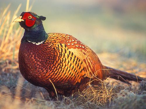 Pheasant - Pheasants are natived to the US and in Europe. Males are colorful while the hen is white.