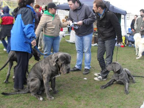 Great Dane - Preparing to enter the show ring at CAC Brasov 2011