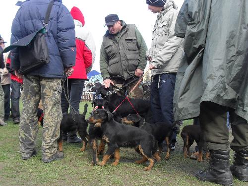 Jagd Terrier - Preparing to enter the show ring at CAC Brasov 2011
