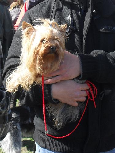 Yorkie - Preparing to enter the show ring at CAC Brasov 2011