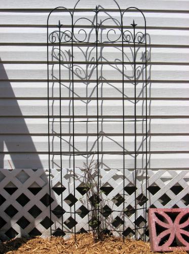 Clematis - My Clematis with the new trellis I bought recently. Clematis - My Clematis with the new trellis I bought recently.