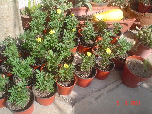 marigolds in Autumn - My marigold plants. I´ll place them in the ground today.