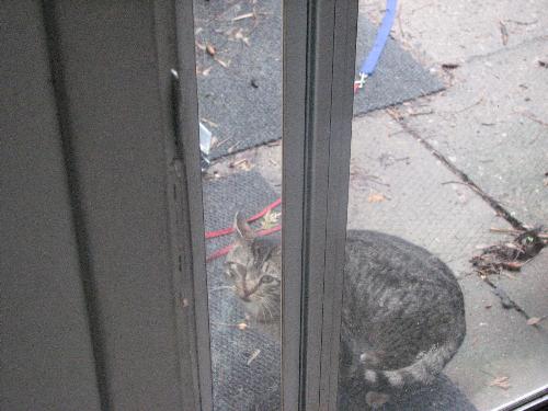 Kitty at the door - This is the kitty at the door when my cat was there. My cat was hissing at her, but she&#039;s unknown to him and that&#039;s why he&#039;s doing that.