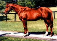 Ferdinand - Ferdinand won the 1986 Kentucky Derby. In retirement Ferdinand went to stud in Japan. In 2001 he was sent and slaughtered at a Japanese Slaughter house! That is disgusting!