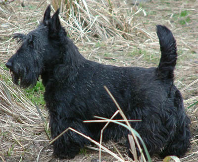 Scottish Terrier - The Scottish Terrier is my favorite breed of terrier.