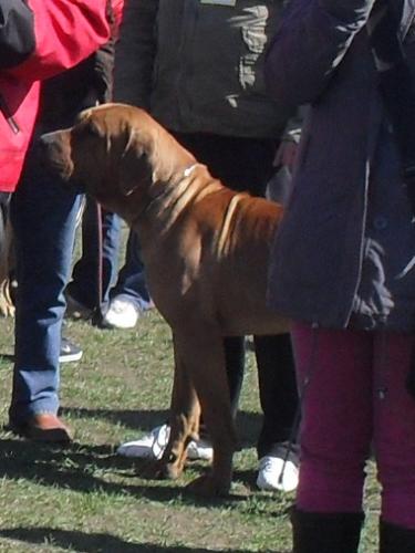 Tosa Inu - Preparing to enter the show ring at CAC Brasov 2011