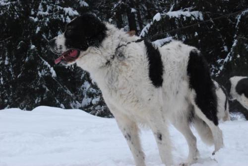 Romanian shepherd - A beautiful and strong dog originated in Romania