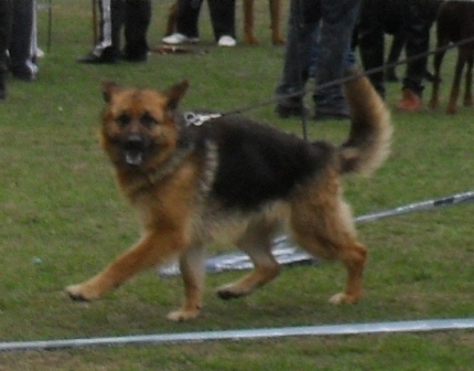 German Shepherd - In the show ring at CAC Brasov 2011