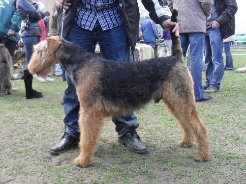 Airedale - Preparing to enter the show ring at CAC Brasov 2011
