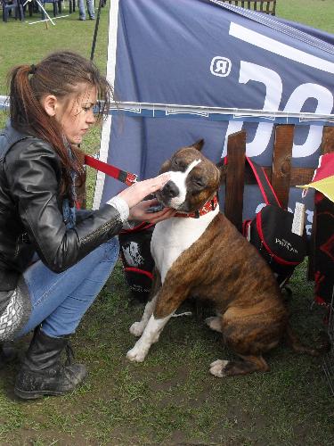 Amstaff - Preparing to enter the show ring at CAC Brasov 2011