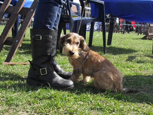 Wirehaired Dachshund - Preparing to enter the show ring at CAC Brasov 2011