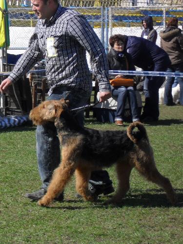 Airedale - In the show ring at CAC Brasov 2011