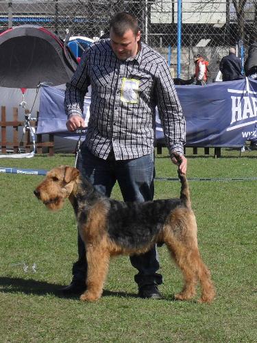 Airedale - Preparing to enter the show ring at CAC Brasov 2011