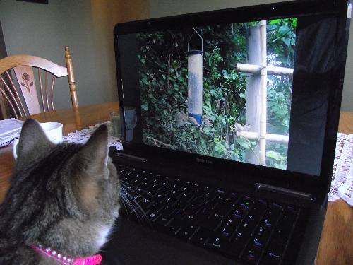Cat watching bird video from Youtube - cat loves video