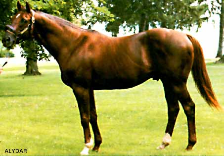 Alydar - He gave Affirmed a run for his money in the Triple crown races back in 1978!