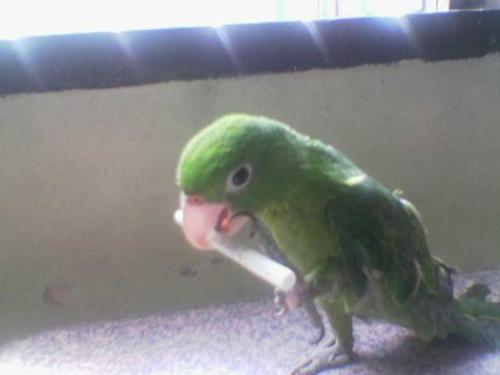 pet parrot - brother's pet parrot