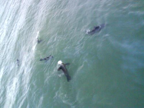 dolphins - dolphins at south china sea