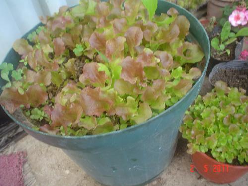 Red lettuce - This are my red lettuce seedlings. I am very proud at how they have grown.