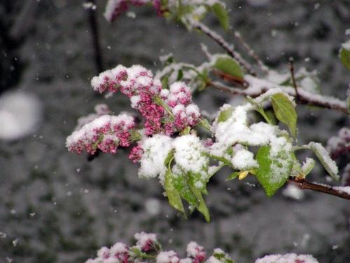 Snowed flowers - Well there wasn't suppose to be back (the snow i mean).