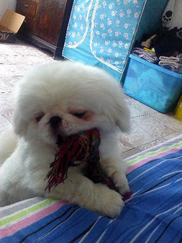 Keke - Shy or playful?  I leave you to decide.