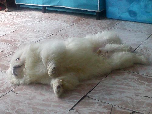KeKe - Sleeping and enjoying it, too.