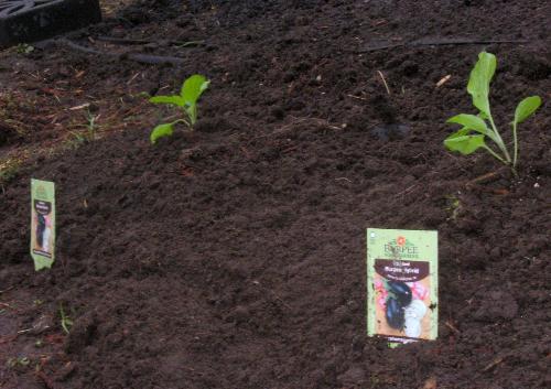 Eggplants - 2 planted today.