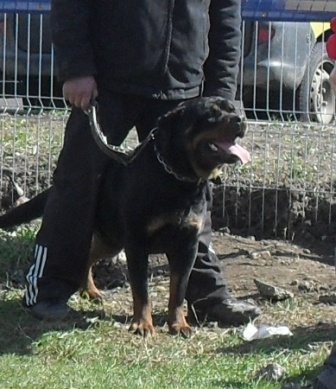 Rottweiler - Waiting to enter the show ring at CAC Brasov 2011