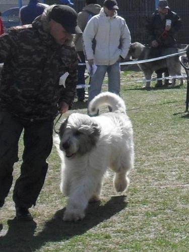 Romanian Shepherd Mioritic - Waiting to enter the show ring at CAC Brasov 2011