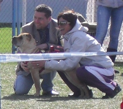 Shar Pei - Waiting to enter the show ring at CAC Brasov 2011