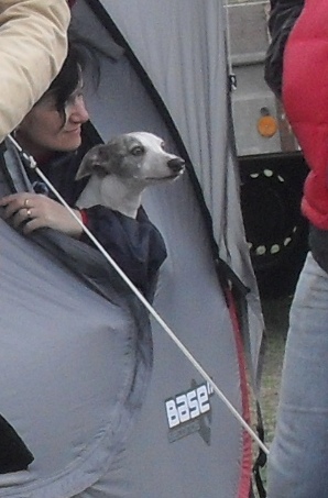 Whippet - Waiting to enter the show ring at CAC Brasov 2011
