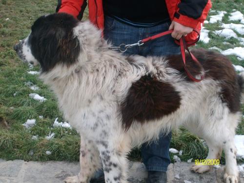 Romanian shepherd - A breed originated in Romania. Beautiful and strong.