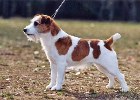 jack russell terrier  - this is the exact jrt she wants 