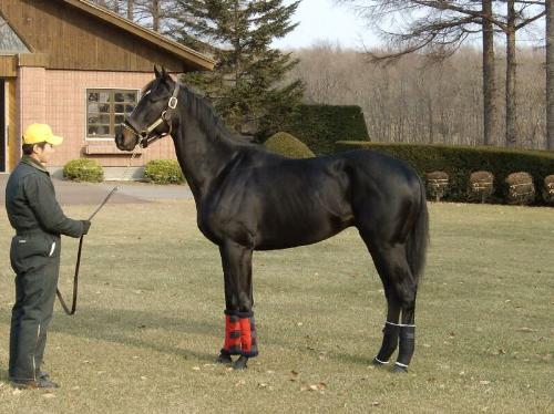 War Emblem - War Emblem won the 2002 Kentucky Derby and Preakness. He is currently standing stud in Japan.