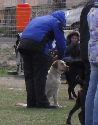 Labrador - Waiting to enter the show ring at CAC Brasov 2011